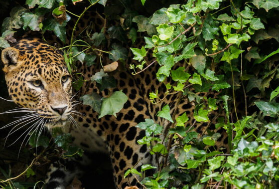 New ustralian Economic Culture