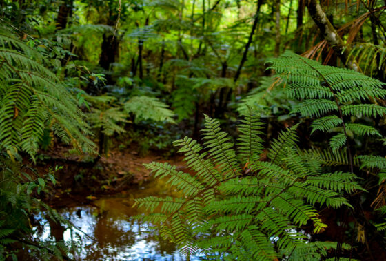 Summer Nights at the  Library