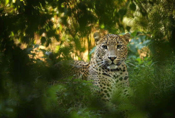 Environmental Sustainability