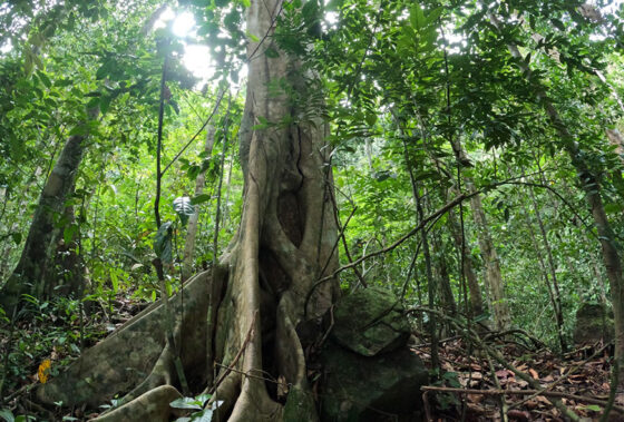 Urban Renewal Loans Available