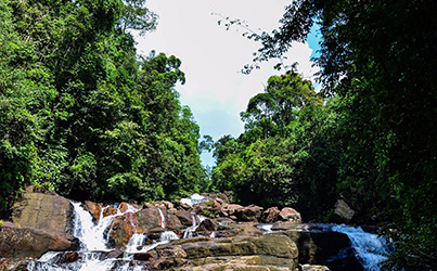 Kanneliya Reserved Forest-1