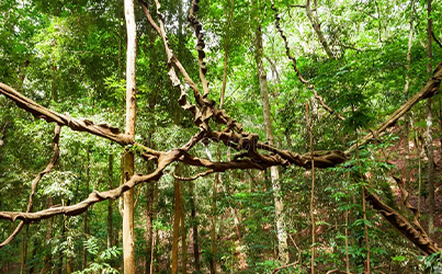 udawattakele-royal-forest-park-1